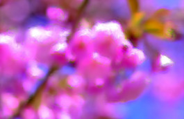 Carlier | Gebauer exhibition, blurred image of a tree in bloom with pink flowers