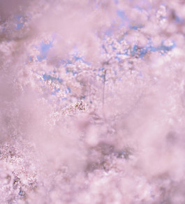 Carlier | Gebauer exhibition, blurred image of a tree in bloom with pink flowers